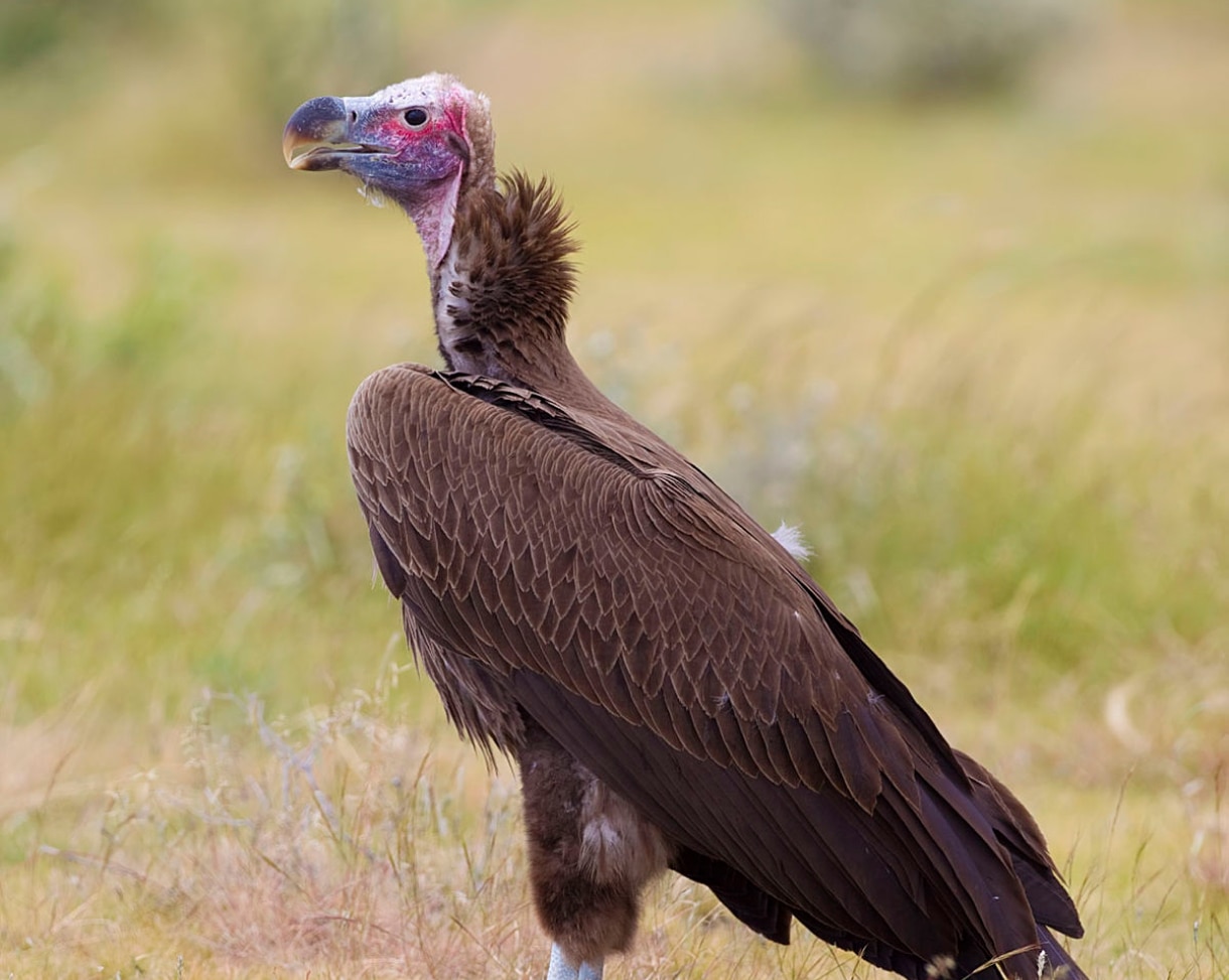 Vulture Conservation